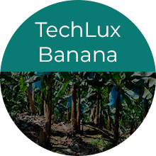 Proteção para cachos de bananas TechLux Banana da TechAgro