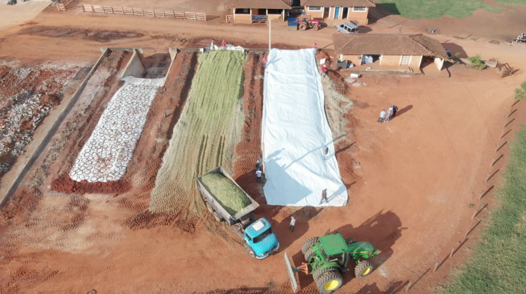 Silo de milho para gado: qual o preço? - TechAgro