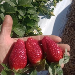 Fruticultura