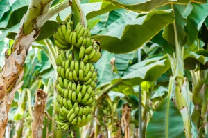 Plantação de banana
