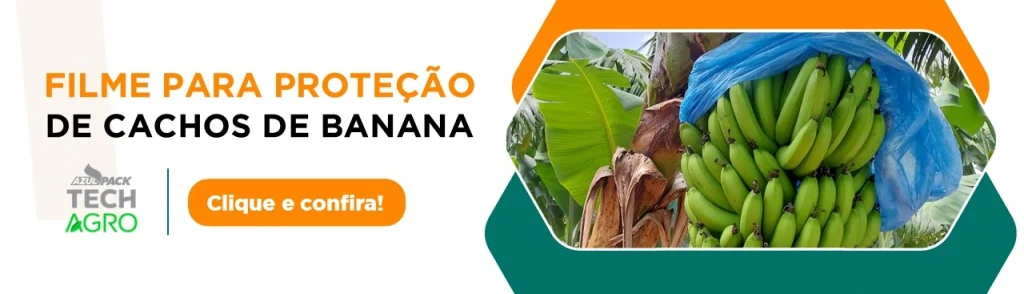 Plantação de banana nome