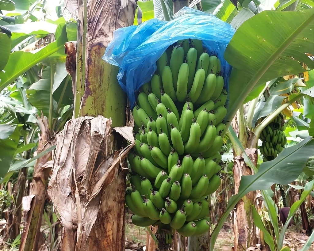 Plantação de banana da dinheiro