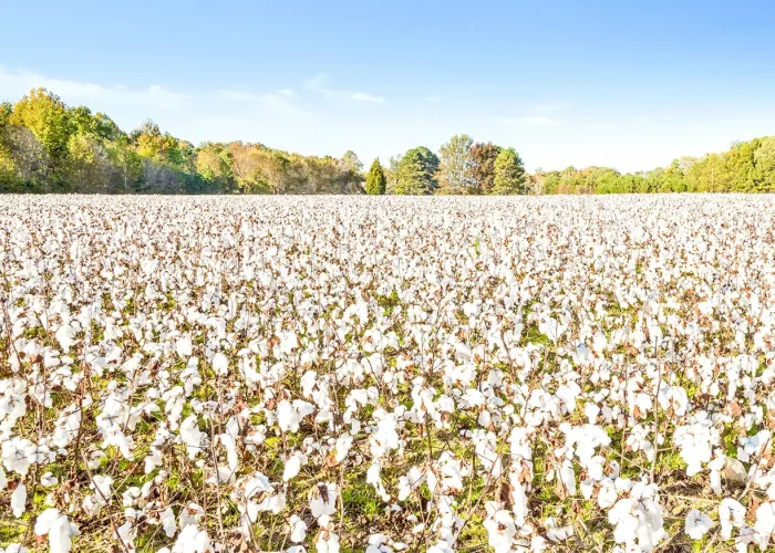 cc_Sapphire Wrap (3)